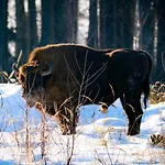 Rybaczowka U Mamuski