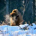 Rybaczowka U Mamuski *