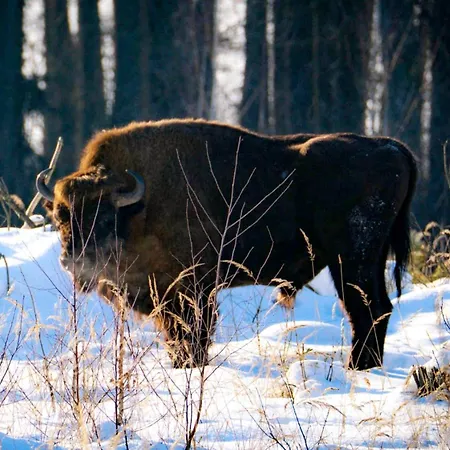 Rybaczowka U Mamuski